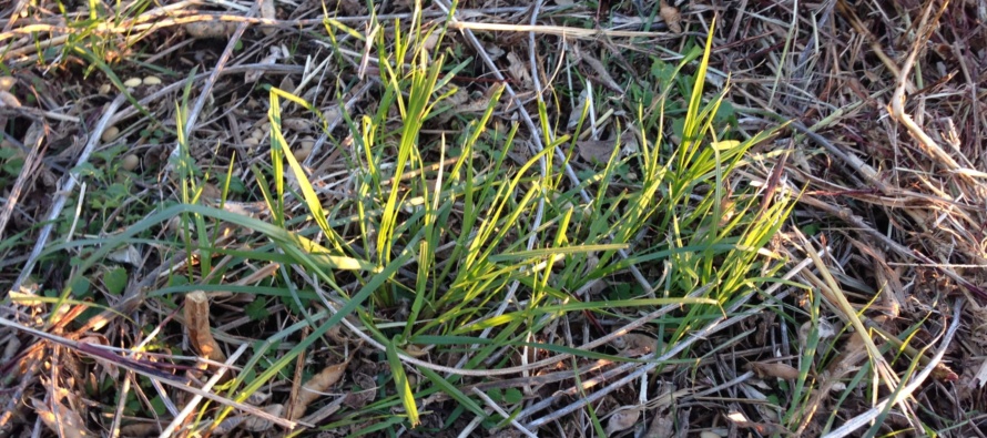 Control Italian Ryegrass Early