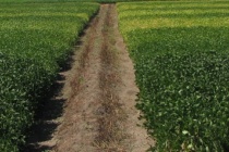 The Cost of Flood Irrigation Soybeans, Year Three Summary