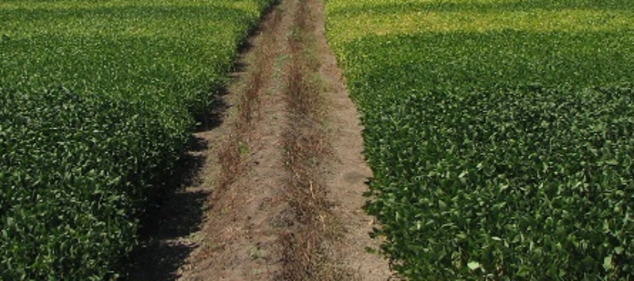 Soybean Flood vs Furrow Irrigation Cost