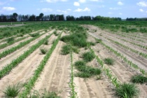 Control Italian Ryegrass Before Planting Corn