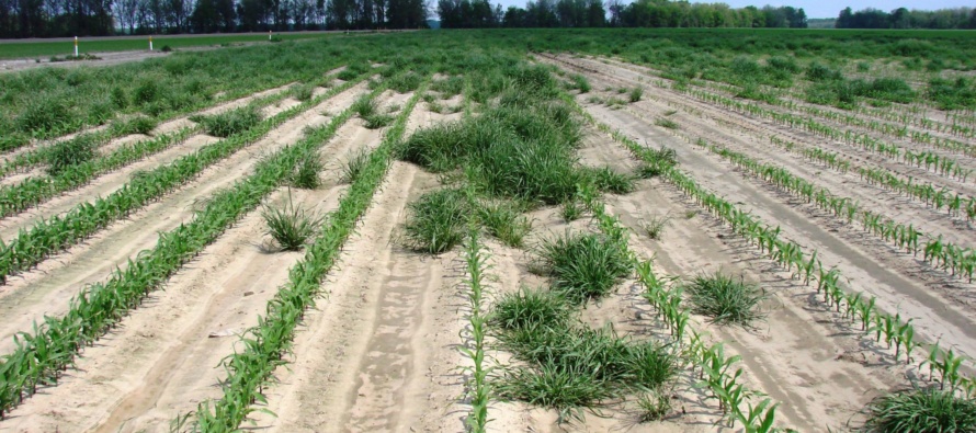 Control Italian Ryegrass Before Planting Corn