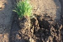 Spring Tillage Ineffective for Glyphosate-resistant Italian Ryegrass Control