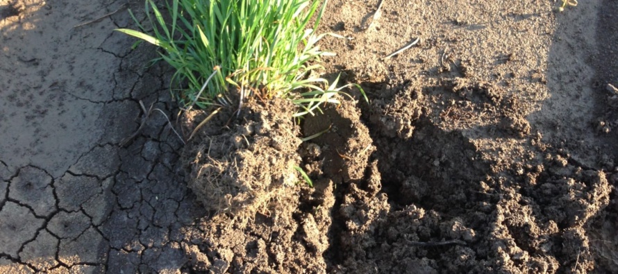 Spring Tillage Ineffective for Glyphosate-resistant Italian Ryegrass Control