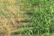 Don’t Underestimate Italian Ryegrass in Mississippi Rice Fields