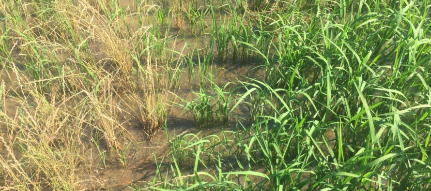 Don’t Underestimate Italian Ryegrass in Mississippi Rice Fields