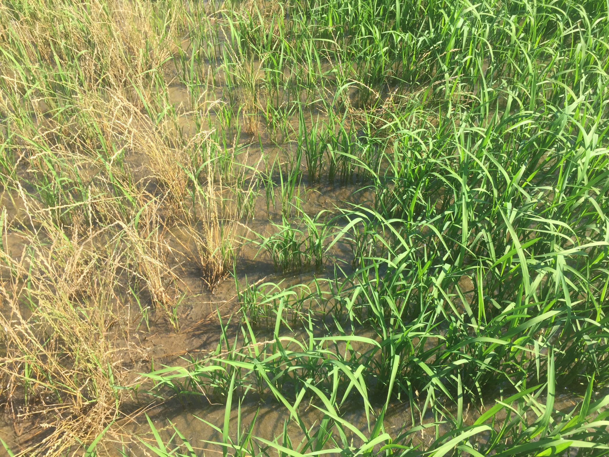 Don T Underestimate Italian Ryegrass In Mississippi Rice Fields Mississippi Crop Situation,Prayer Shawl