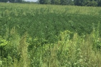 Enlist and Xtend:  What Can I Spray and on Which Crops Can I Spray It?