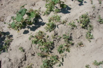 Enlist and Xtend:  What Are the Herbicide Rates?