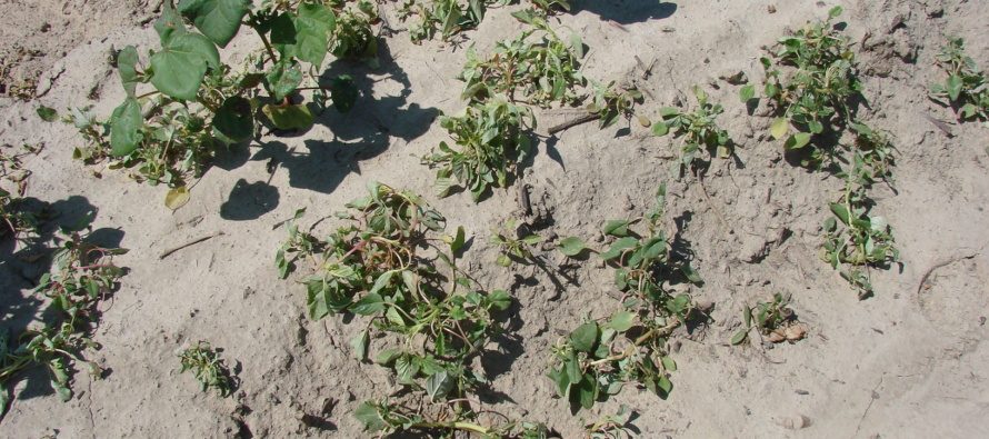 Enlist and Xtend:  What Are the Herbicide Rates?