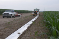 Cotton Irrigation Termination