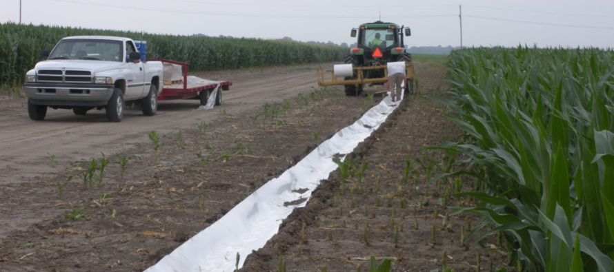 Cotton Irrigation Termination