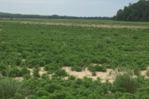 Preplant Intervals for 2,4-D and Dicamba Applied as Burdown in Mississippi