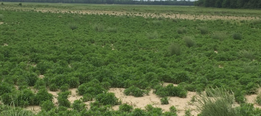 Preplant Intervals for 2,4-D and Dicamba Applied as Burdown in Mississippi