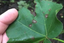 Response of Cotton Varieties to Target Spot During 2018: Lucedale and Stoneville Evaluations