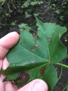 Target spot of cotton was one of the primary foliar diseases that occurred in the MS cotton production system during 2016 as a result of the environment.