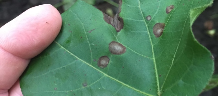 Response of Cotton Varieties to Target Spot During 2018: Lucedale and Stoneville Evaluations