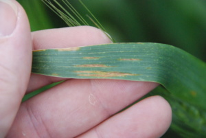Symptoms associated with bacterial leaf streak.  Note the brown, pitted appearance of the lesions.