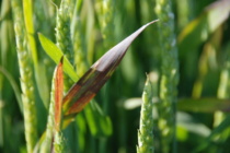 Wheat Disease Update: April 22, 2017