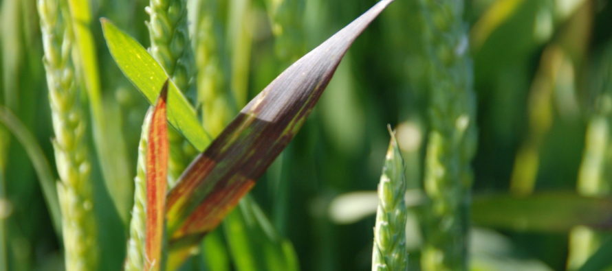 Wheat Disease Update: April 22, 2017