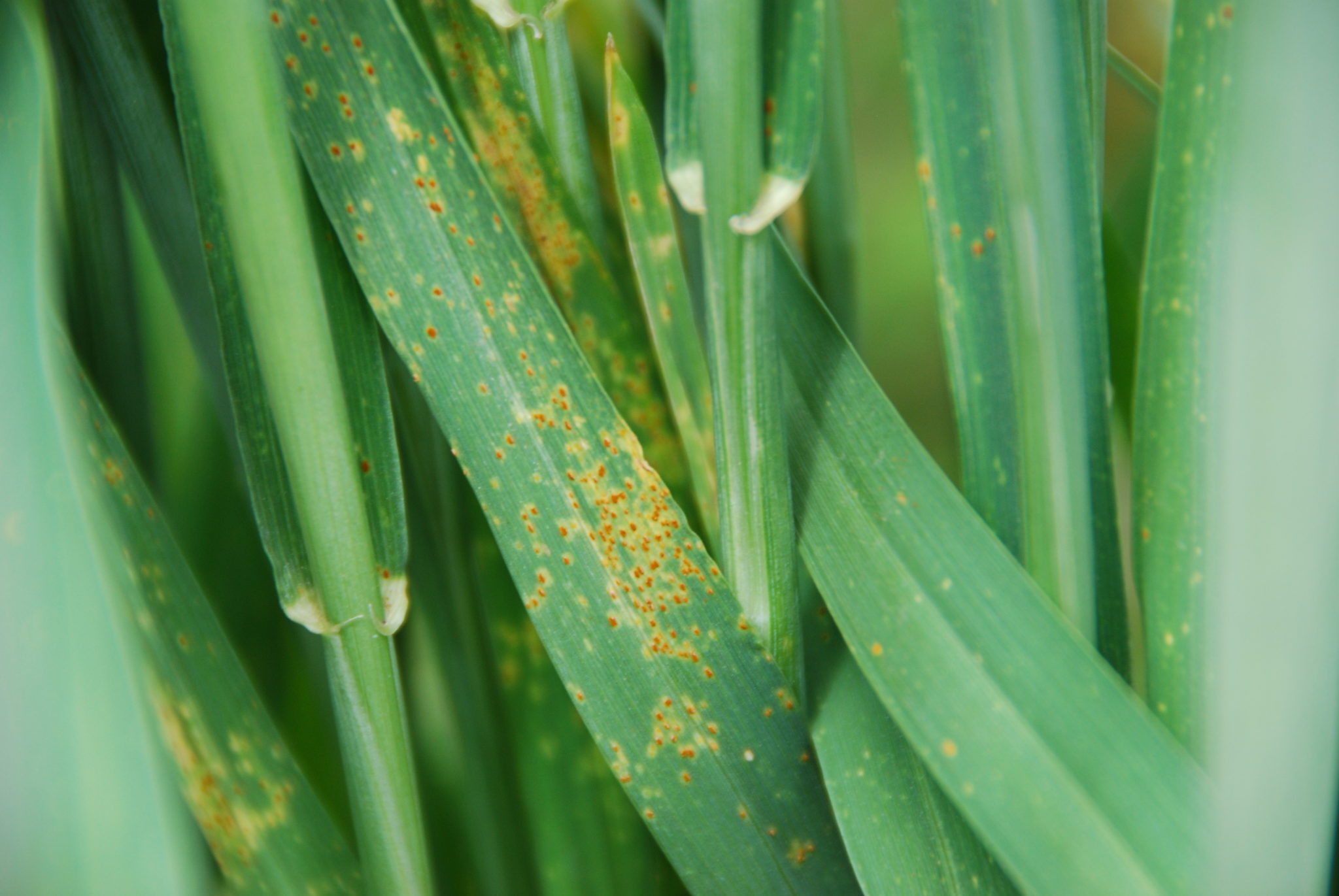 Rust treatment for plants фото 87