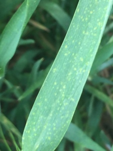 Physiological flecking can oftentimes occur as a result of the environment and is not normally an indicator of a rust infection.