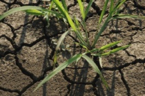 Barnyardgrass Control in Mississippi Delta Crops