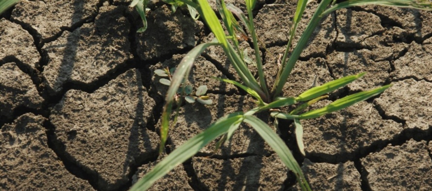 Barnyardgrass Control in Mississippi Delta Crops