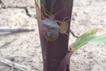 Brown Stink Bugs in Seedling Corn