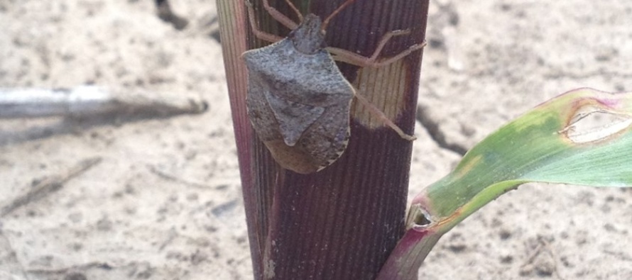 Brown Stink Bugs in Seedling Corn