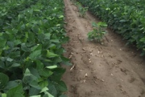 Missing Rows in Twin Row Soybeans