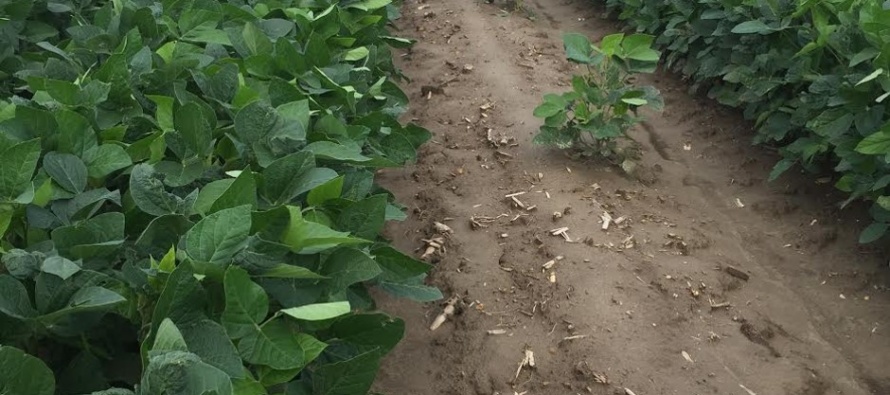 Missing Rows in Twin Row Soybeans