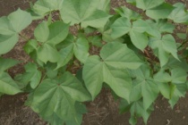 Cotton Defoliation Training – Tunica, MS – September 4th @ 10am