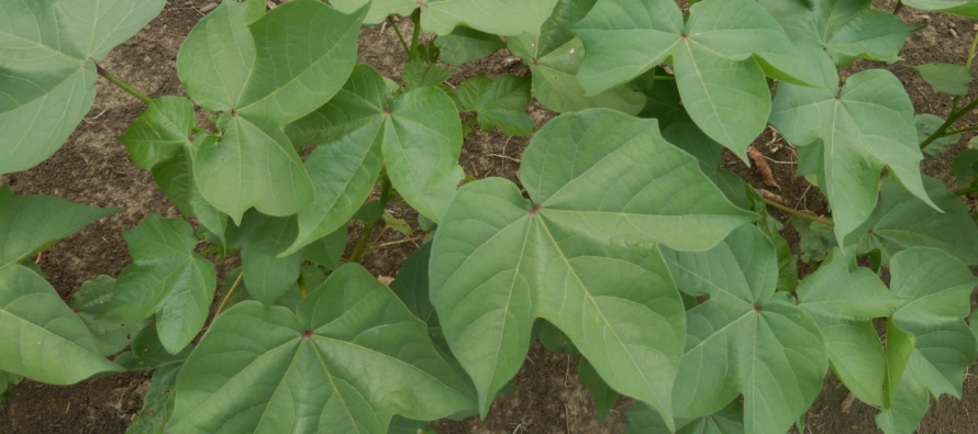 Podcast: Early Season Insect Management in Cotton