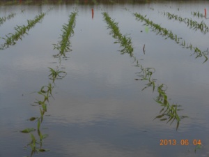 corn flood 2
