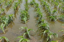 Flooding in Corn and Soybeans