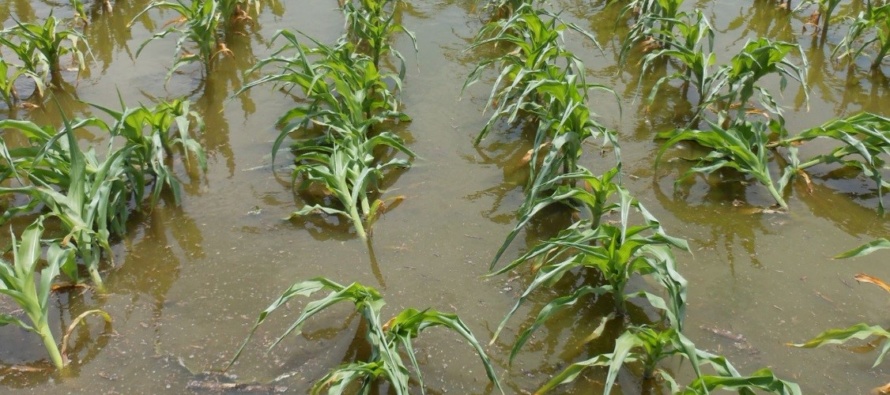 Flooding in Corn and Soybeans