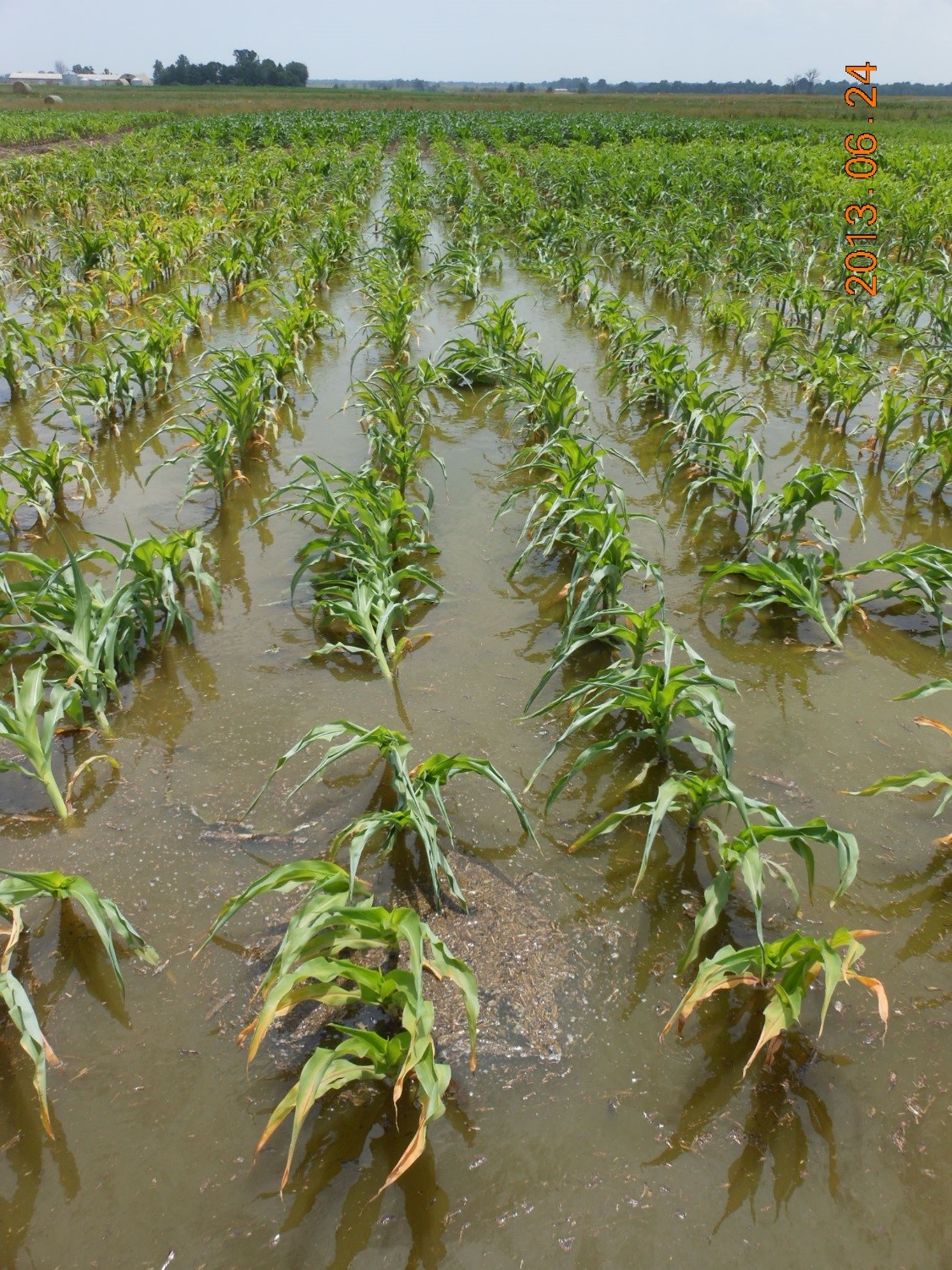Flooding in Corn and Soybeans Mississippi Crop Situation