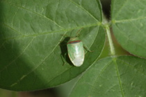 Redbanded Stink Bugs and R3 Fungicide Applications in Soybean