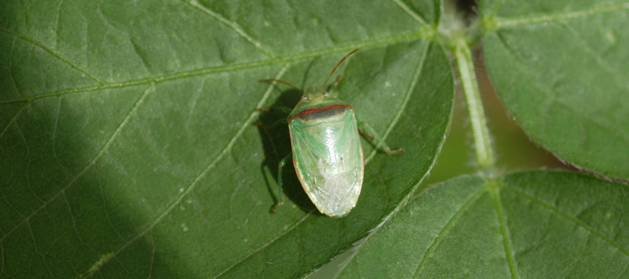 Time of Day Sampling and Stink Bugs