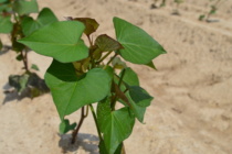 Two Frequently Asked Questions Concerning Sweetpotatoes and Auxin Herbicides