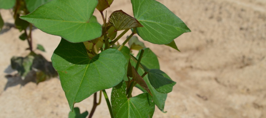 Two Frequently Asked Questions Concerning Sweetpotatoes and Auxin Herbicides