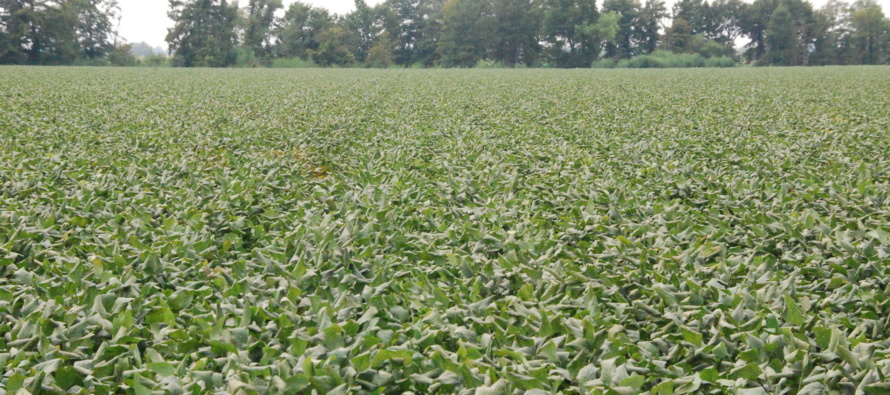 Navigating Fungicide Active Ingredients