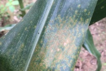 Keys to Field Identification of Common Versus Southern Rust in Field Corn