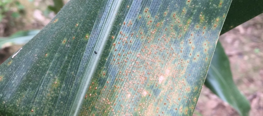 Keys to Field Identification of Common Versus Southern Rust in Field Corn