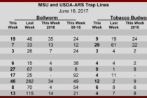 Heliothine Trap Catches, June 16, 2017