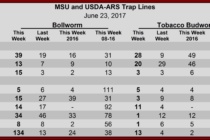 Heliothine Pheromone Trap Counts, June 23, 2017