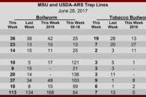 Heliothine Pheromone Trap Counts, June 28, 2017