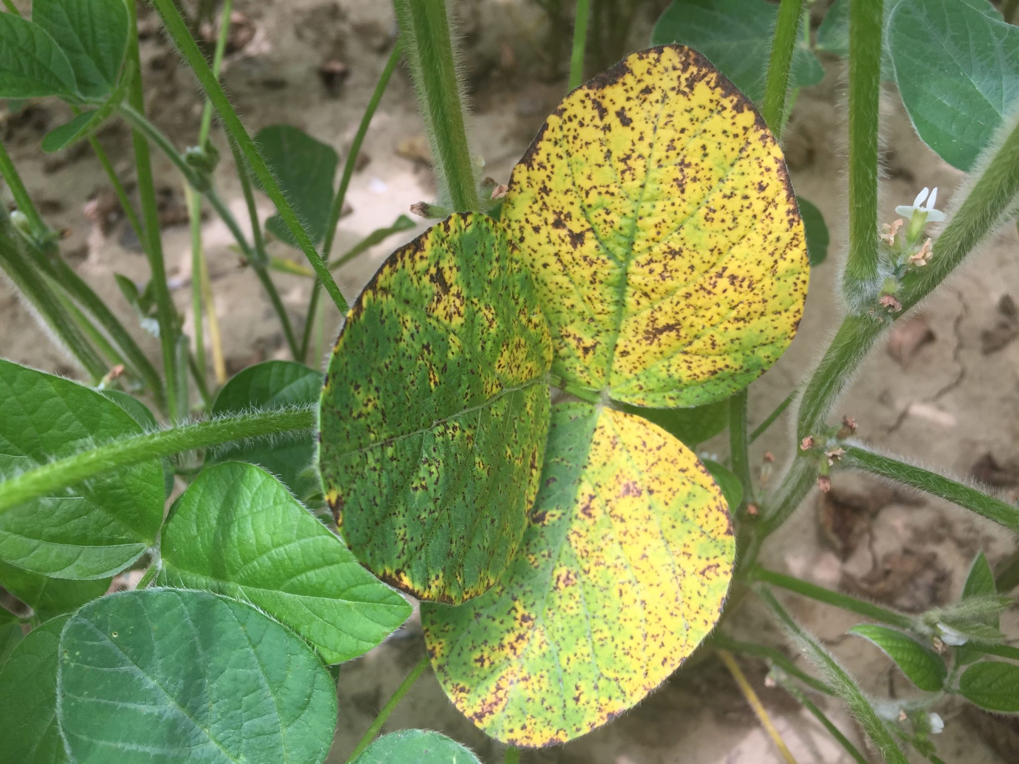 Soybean Disease Update June 18, 2017 Mississippi Crop Situation