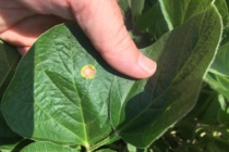 Soybean Disease Update: June 18, 2017