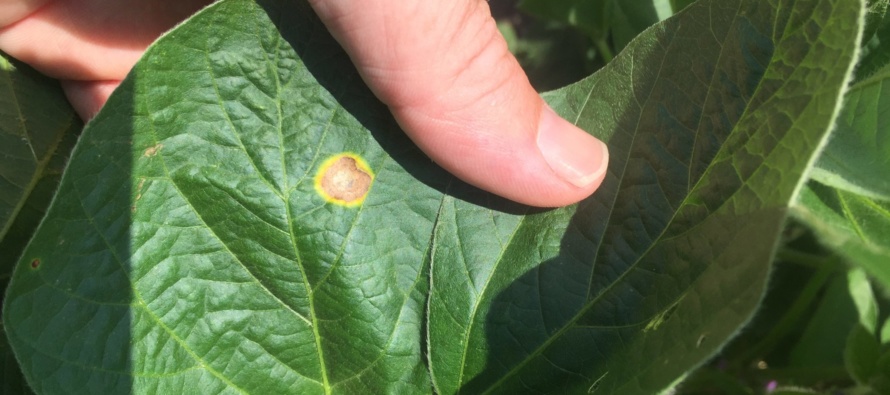 Soybean Disease Update: June 18, 2017